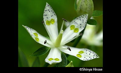 &copy; Shinya Hirose