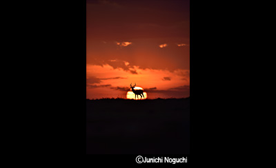 &copy;Junichi Noguchi