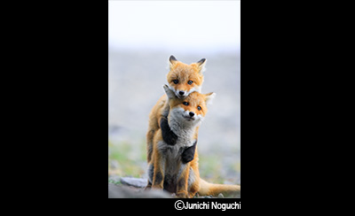 &copy;Junichi Noguchi