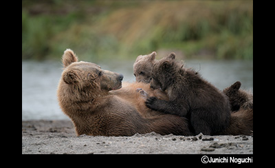 &copy;Junichi Noguchi