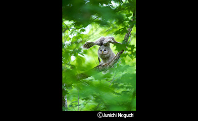 &copy;Junichi Noguchi