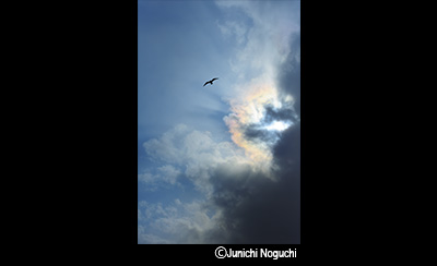 &copy;Junichi Noguchi