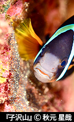 『子沢山』© 秋元 星哉