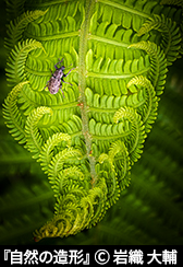 『自然の造形』© 岩織 大輔