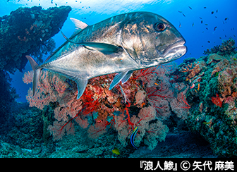 『浪人鯵』© 矢代 麻美