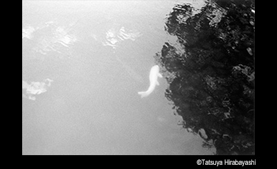 © Tasuya Hirabayashi