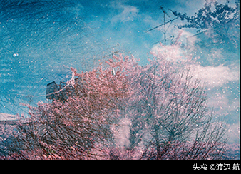 失桜 © 渡辺 航