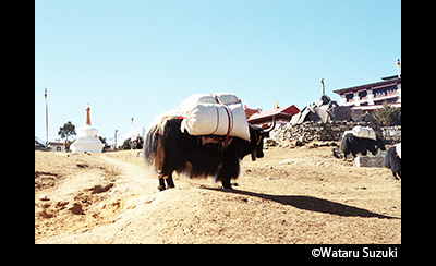 &copy; Wataru Suzuki