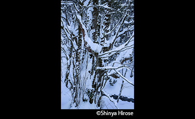 &copy;Shinya Hirose