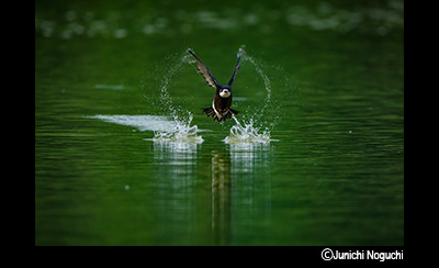 &copy;Junichi Noguchi