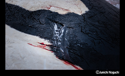 &copy;Junichi Noguchi